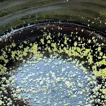 Tenmoku-Jianzhan